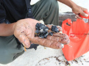 Minyak Aspal Mencemari Kepulauan Seribu