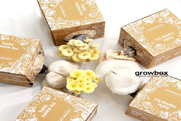 Usaha Growbox Jamur Beromset Rp150 Juta/Bulan