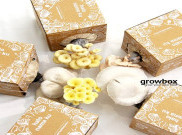 Usaha Growbox Jamur Beromset Rp150 Juta/Bulan