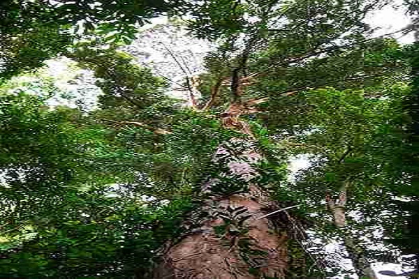 Pohon Kapur Barus Cuma Ada di Indonesia