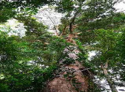 Pohon Kapur Barus Cuma Ada di Indonesia
