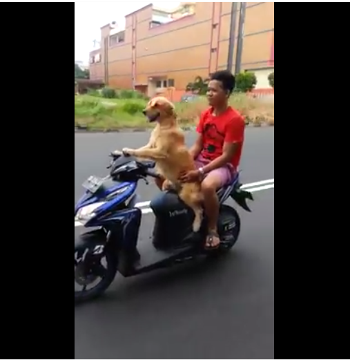 Keren, Anjing di Manado Bisa Bawa Motor Matic