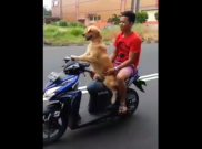 Keren, Anjing di Manado Bisa Bawa Motor Matic
