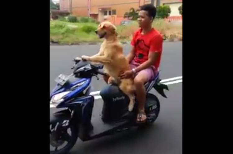 Keren, Anjing di Manado Bisa Bawa Motor Matic