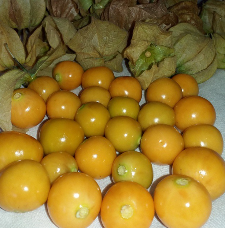 Ciplukan, Buah Semak Penuh Manfaat