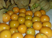 Ciplukan, Buah Semak Penuh Manfaat