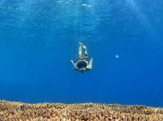 Snorkeling Keren di Pulau Kambing Bulukumba