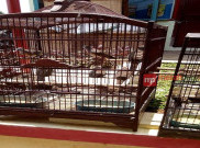 Burung Perkutut Lokal, Peliharaan Raja Jawa?
