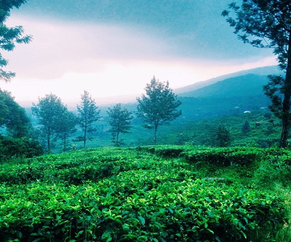 5 Wisata Favorit di Kawasan Puncak