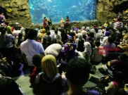Keseruan Atraksi Manusia Kelinci di Sea World Ancol
