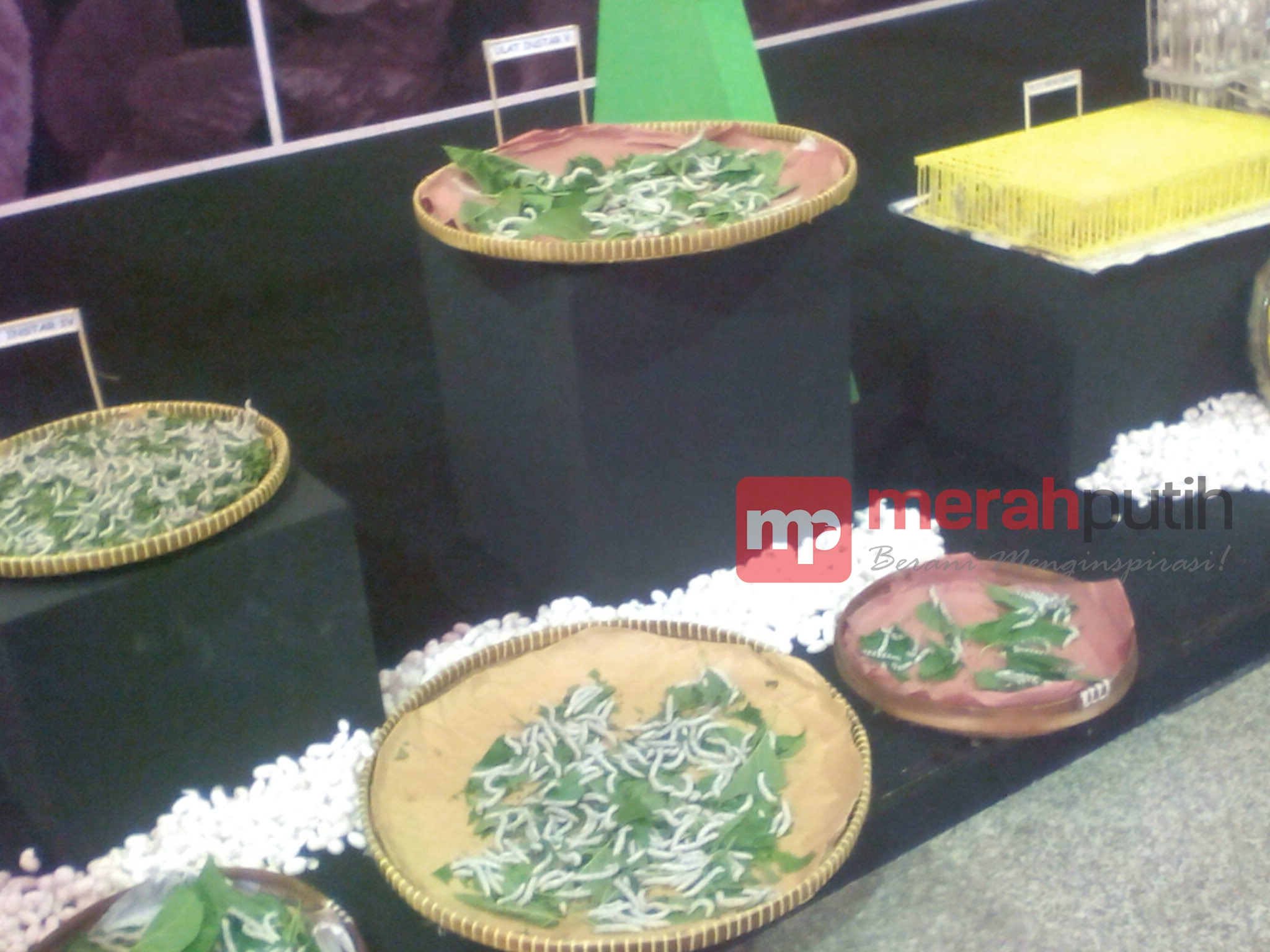 Yuk, Belajar Proses Pembuatan Kain Sutera di JCC