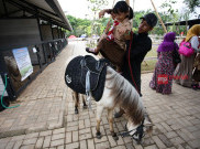 Wisata Unik, Menunggang Kuda Poni di Tangerang