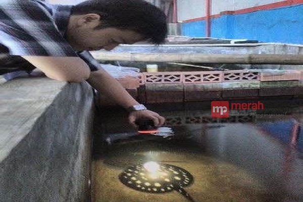Mengintip  Peluang Bisnis Ikan Hias Pari Tawar