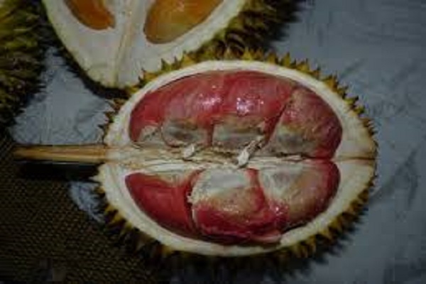 Durian Merah Jadi Varietas Andalan Banyuwangi