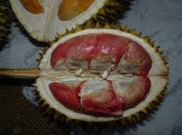 Durian Merah Jadi Varietas Andalan Banyuwangi