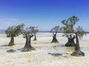 Pesona Keindahan Pantai Walakiri