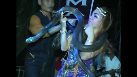Ini Video Irma Bule Terkapar Diserang Ular Cobra