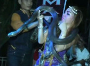 Ini Video Irma Bule Terkapar Diserang Ular Cobra