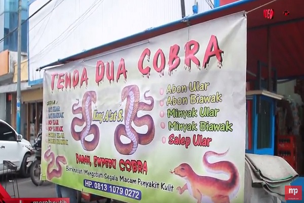 Ular Cobra, Siapa Takut?