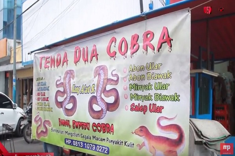 Ular Cobra, Siapa Takut?