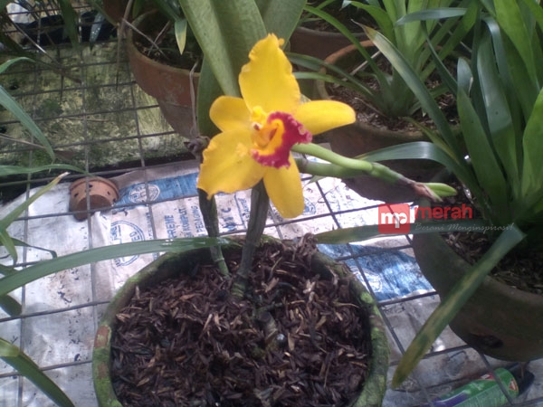 Cari Anggrek? Di Taman Anggrek Ragunan Tempatnya