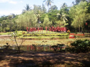Bermain Sambil Beri Pakan Ikan di Taman Tabebuya