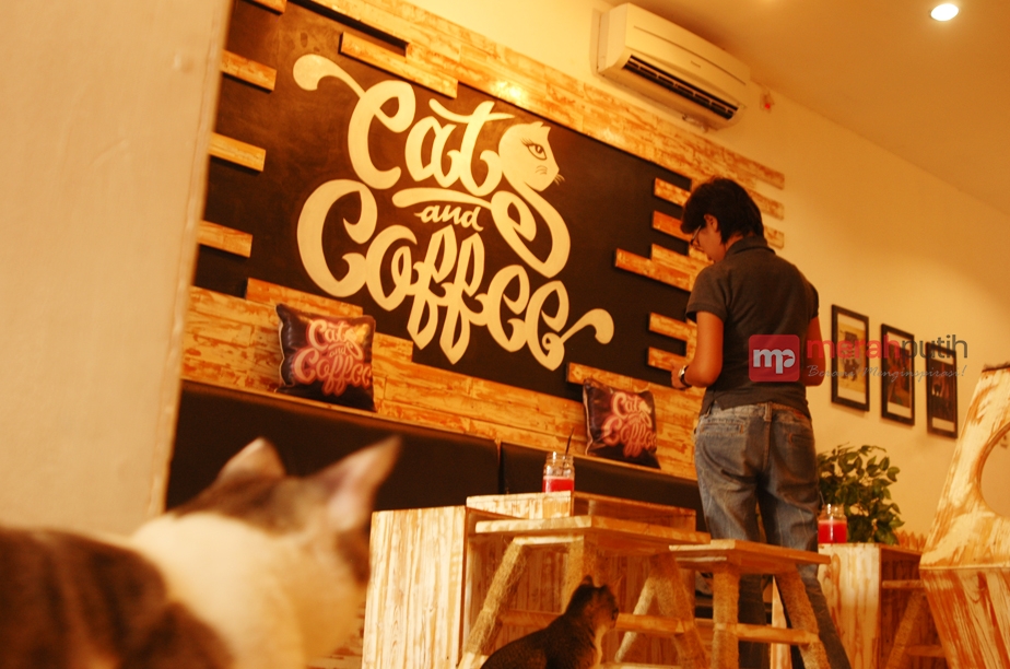 Dari Hobi Bermain Kucing Hadirlah Cafe Cat and Coffee
