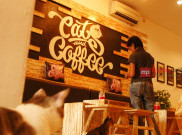 Dari Hobi Bermain Kucing Hadirlah Cafe Cat and Coffee