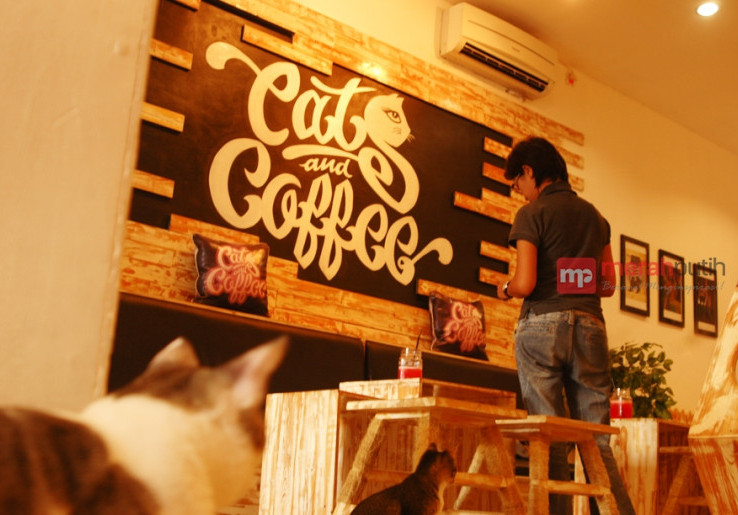 Dari Hobi Bermain Kucing Hadirlah Cafe Cat and Coffee