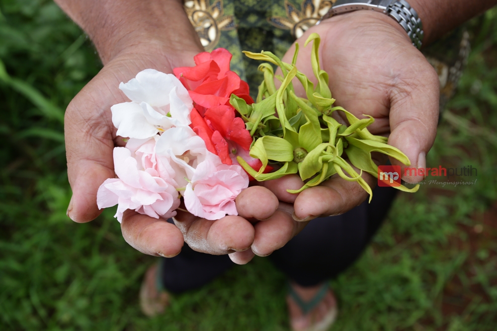 Kembang 7 Rupa Jadi Alternatif Petani Anggrek Dapat Keuntungan
