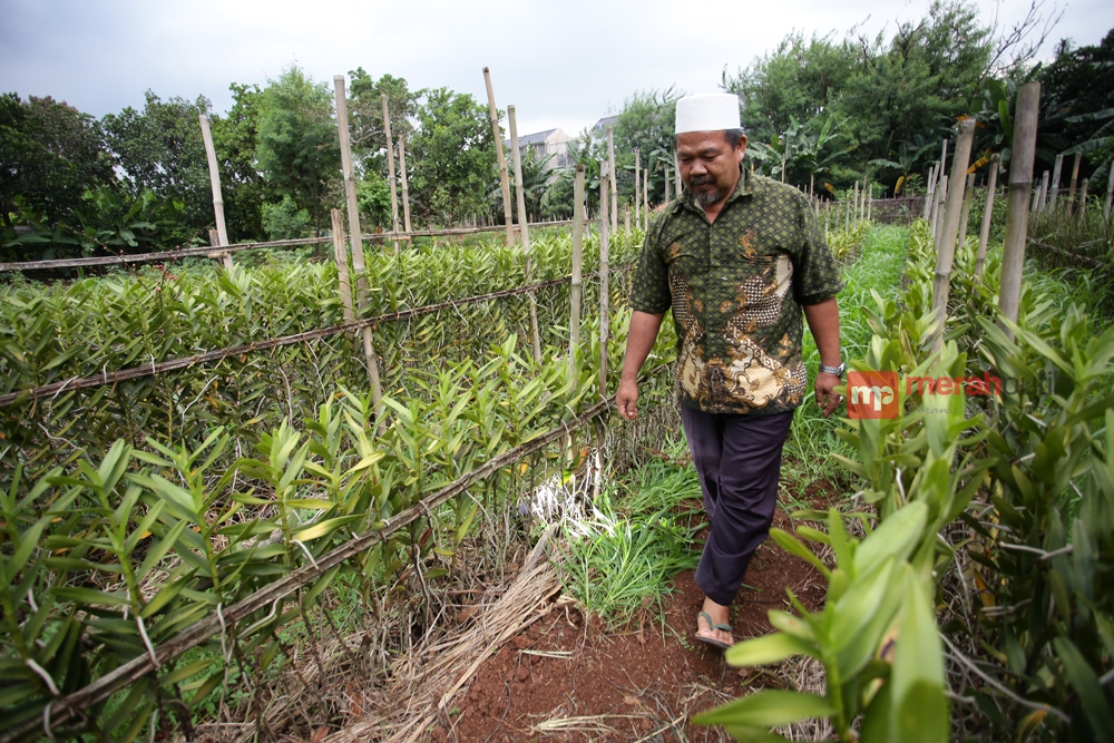 Petani Bunga Anggrek: Obat Perangsang Bunga Lebih Mahal dari Keuntungan yang Didapat