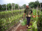 Petani Bunga Anggrek: Obat Perangsang Bunga Lebih Mahal dari Keuntungan yang Didapat