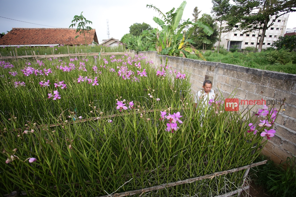 Kembang 7 Rupa Jadi Alternatif Petani Anggrek Dapat Keuntungan - MerahPutih