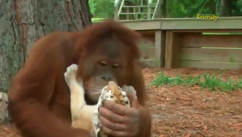 Video Kasih Sayang Orangutan Pada Anak Harimau