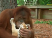 Video Kasih Sayang Orangutan Pada Anak Harimau