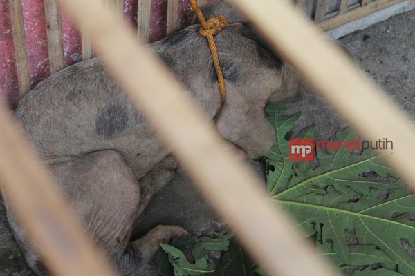 Warga Solo Dihebohkan dengan Kemunculan Babi Ngepet