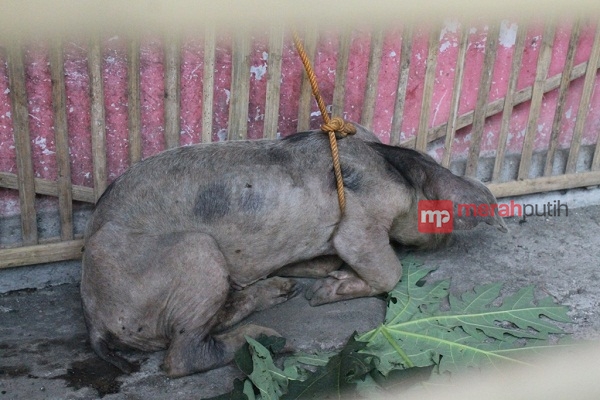 Babi Ngepet Masih Ditahan Warga Solo