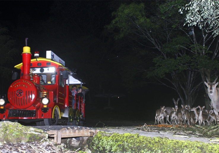 Libur Panjang, Wisata Malam Taman Safari Dibuka 3 Hari 