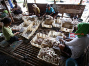 Usai Lebaran Kurban, Harga Ikan Berangsur Turun