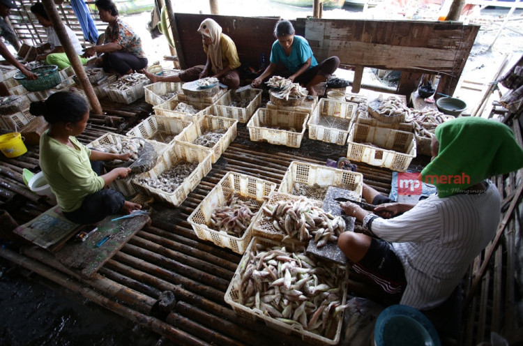 Begini Proses Pembuatan Ikan Asin Di Desa Surya Bahari Tangerang