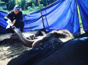 Gajah Mati, Ridwan Kamil: #BoikotBonbinBDG