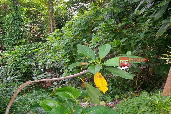 Teror Monyet Ciliwung, Praktisi Supranatural: Antara Pertanda Bencana dan Siluman