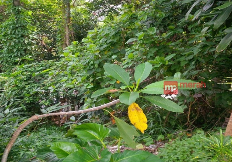 Teror Monyet Ciliwung, Praktisi Supranatural: Antara Pertanda Bencana dan Siluman