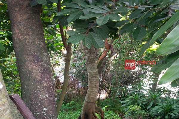 Koloni Monyet Ciliwung Mulai 'Teror' Permukiman Warga Depok, Ada Apa?