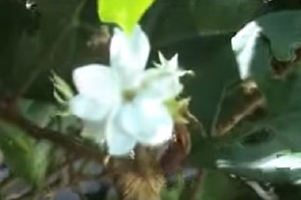 Cerita Putri Melati dalam Lagu Madura Kembang Melate