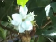 Cerita Putri Melati dalam Lagu Madura Kembang Melate