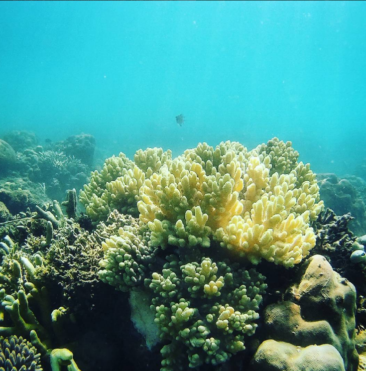 Snorkling Seru di Blue Bay Banyuwangi