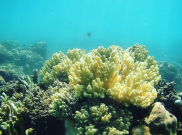 Snorkling Seru di Blue Bay Banyuwangi