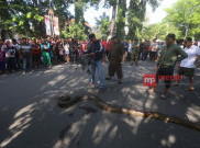 Dililit dan Digigit Piton, Pengunjung CFD Solo Dilarikan ke Rumah Sakit