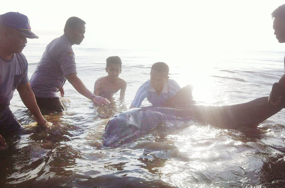 Seekor Lumba-Lumba Terdampar di Perairan Cirebon